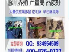 梧州肉兔繁殖技术肉兔多胎高产报价