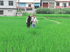 古蔺县农业农村局展开水稻农害调查