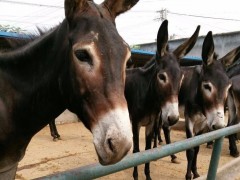肉驴养殖场直销 德州驴 肉驴 驴苗 驴驹 货到付款