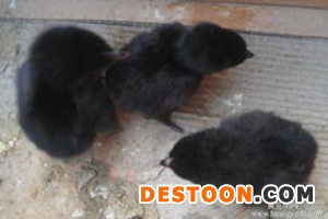 云南绿壳蛋鸡苗批发，昆明绿壳蛋鸡苗批发，昆明绿壳蛋鸡苗供应云南五黑一绿鸡苗批发，下绿壳鸡蛋鸡来昆明海舟禽业158鸡苗网
