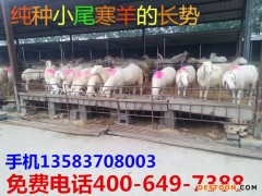 小尾寒羊 纯种小尾寒羊 小尾寒羊 肉羊价格