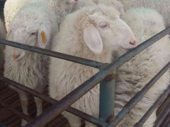 小尾寒羊 金良 小尾寒羊批发 小尾寒羊肉羊 纯种小尾寒羊 小尾寒羊养殖 小尾寒羊价格  优质小尾寒羊 具体价格面议