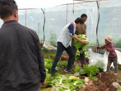 援彝路上送真情 大棚蔬菜获歉收