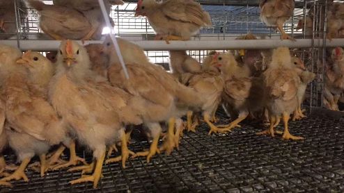 [供]靓货三黄童鸡苗！现货，疫苗已做好 欢迎来电订购