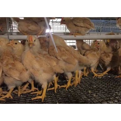 [供]靓货三黄童鸡苗！现货，疫苗已做好 欢迎来电订购