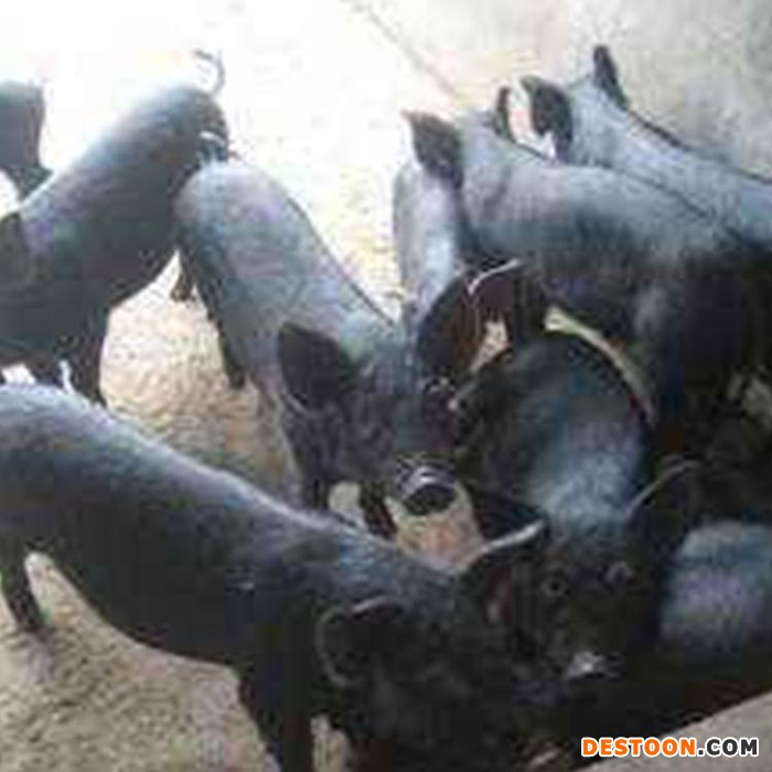 青怡生态园小黑猪，黑猪娃，适合原生态放养