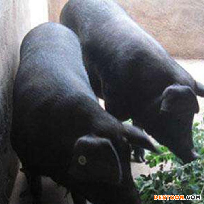 青怡生态园生态黑猪，散养黑猪，安全放心