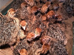 安顺黑香猪价格巴马香猪种猪价格