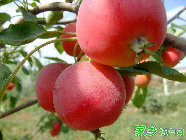 扎兰屯沙果 -呼伦贝尔扎兰屯特产