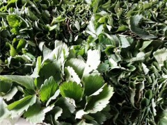 大棚草莓苗 山东草莓苗销售  易成活草莓苗 草莓苗价格 草莓小苗