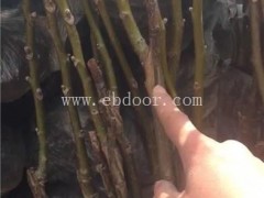 薄皮核桃苗-核桃苗-冠核农业