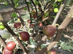 浙江玛斯义陶芬苗种植免费咨询“本信息长期有效”