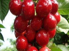 樱桃苗基地 樱桃苗 山泉园艺樱桃苗批发 樱桃苗价格 基地直销 欢迎选购 大樱桃苗