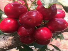 昌泰  樱桃苗_美早樱桃苗*吉塞拉矮化樱桃苗*乔华樱桃苗*樱桃苗批发