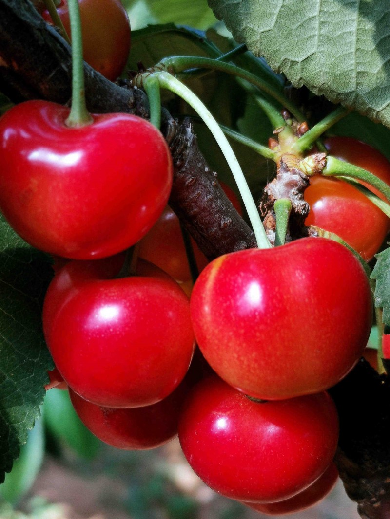 大连花间堂纯山地富硒大樱桃/可一件代发/对接商超/可高端定制