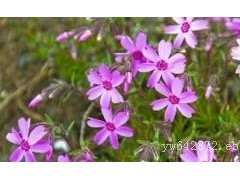 芝樱种植基地-金珀花卉苗木供应实惠的芝樱