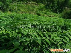 黄精药性-黄精-叶氏药材合作社大产量(查看)