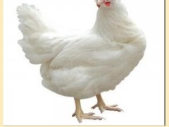 罗曼灰蛋鸡青年鸡饲料转化率