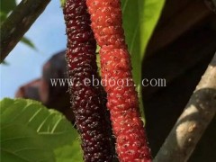 桑葚苗哪个品种好-桑葚苗-果源农业—不容错过(查看)