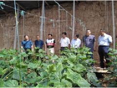 省园艺站在宝鸡调研千亿级设备农业展开情况-宝鸡鹤壁市农业农村局