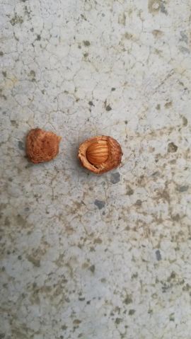 [供]出售优惠肉厚核细酸度高酸梅种子