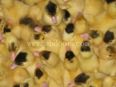 鸳鸯鸭苗价格附近-伊春鸳鸯鸭苗价格-西彦孵化厂番鸭苗(查看)