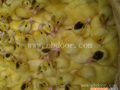 鸭苗-妙林农业鸭苗批发价-鸭苗多少钱