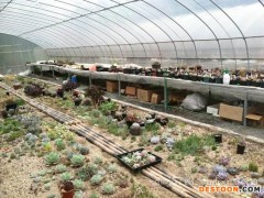 花卉温室大棚-山东效果好的花卉温室大棚