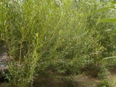 杞柳种植管理、病虫害防治及收割与贮藏