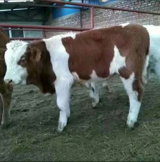 [供]售各种肉牛牛犊