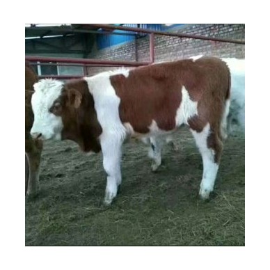 [供]售各种肉牛牛犊