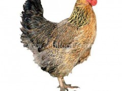 青铜火鸡黄冈鸡苗出售-青铜火鸡黄冈鸡苗-四强鸡鸭鹅苗实地选苗