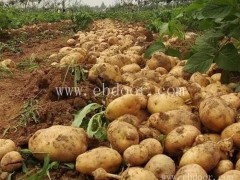 脱毒马铃薯原种批发-雪原农业科技种子好-枣庄脱毒马铃薯原种