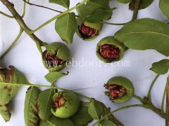 核桃苗-冠核农业-核桃苗价格