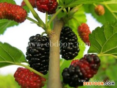 世超苗木桑葚苗销售-0.15桑树苗批发多少钱一株