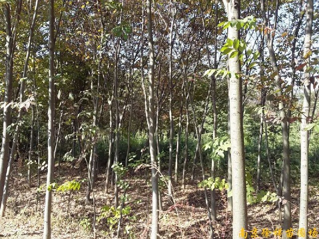 供应榉树等多种绿化苗木