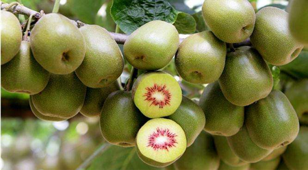 [供]优选品质红心黄心猕猴桃