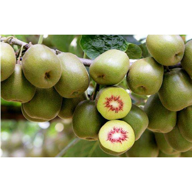 [供]优选品质红心黄心猕猴桃