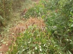 美国杏李恐龙蛋哪里有卖-美国杏李恐龙蛋-亿然苗木易种植品类多