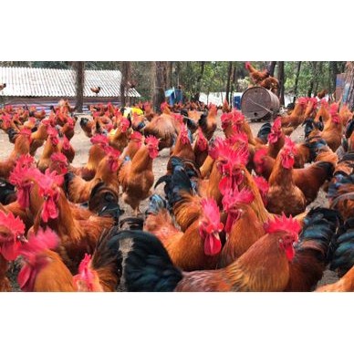 [供]大量出售跑山鸡联系电话18996109153