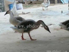 泰州鸿雁批发报价-大量鸿雁批发报价-达信大雁(推荐商家)