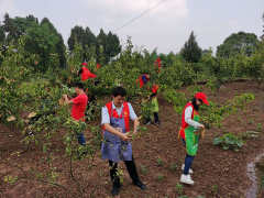 为贫穷户送上10000个套袋-鹤壁市水产站到包谷梁村展开帮扶活动 _达州鹤壁市农业农村局