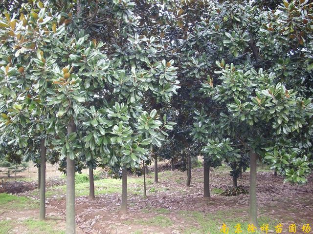 供应广玉兰等多种绿化苗木