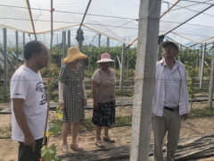 晋中市园艺站到淮阴区吴城冬枣采摘园技术指点