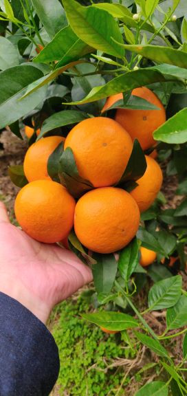 [供]自己家种的70亩沃柑，产量30万斤