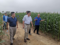 威海晋中市农业农村局 义务静态 省玉米调查组来我晋中市展开玉米调查和技术指点义务