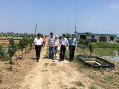 省植保站来邮展开农作物病虫害绿色防控示范区树立中期督查指点义务 - 义务静态 - 高邮鹤壁市农业农村局