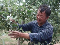 延川：果树当娃娃般照顾 延川果农张卫兵夫妇的致富经