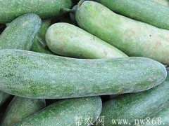 毛节瓜种植栽培技术及病虫害防治办法