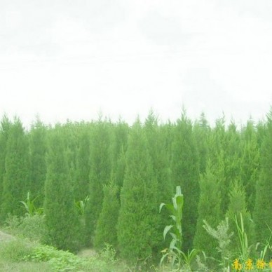 供应蜀桧等多种绿化苗木